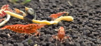 Image 5 of Red galaxy/fishbone mix Caridina Shrimp