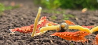 Image 4 of Red galaxy/fishbone mix Caridina Shrimp