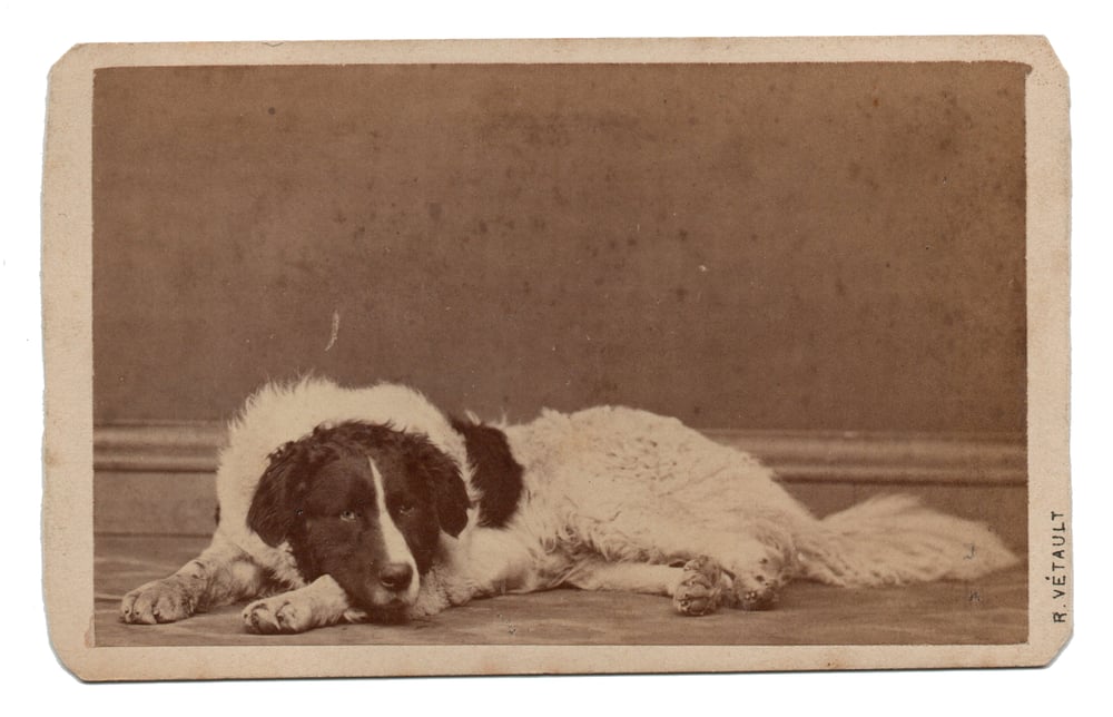 Image of R. Vétault: portrait of a Springer Spaniel, France ca. 1865