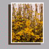 Image 4 of Genesis Juan Brener Special edition (Signed)