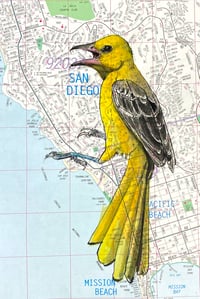 Image 1 of San Diego Oriole