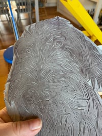 Image 2 of Pointing Griffon