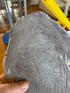 Pointing Griffon Image 2