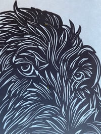 Image 3 of Pointing Griffon