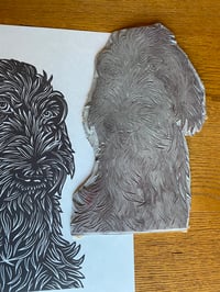 Image 4 of Pointing Griffon