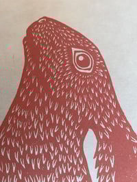 Image 2 of Hare Today