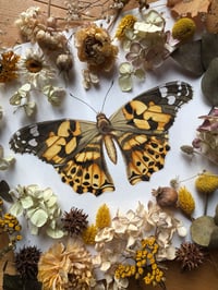 Image 2 of “Painted Wanderer” – Painted Lady Butterfly