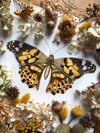 Painted Lady