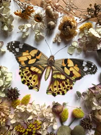 Image 1 of “Painted Wanderer” – Painted Lady Butterfly