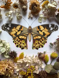 Image 3 of “Painted Wanderer” – Painted Lady Butterfly
