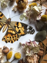 Image 4 of “Painted Wanderer” – Painted Lady Butterfly