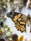Painted Lady