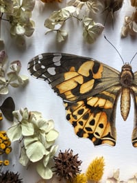 Image 5 of “Painted Wanderer” – Painted Lady Butterfly