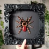 Mexican redknee 