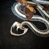 Image 2 of Viper skeleton with Death's head hawkmoths