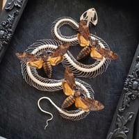 Image 3 of Viper skeleton with Death's head hawkmoths