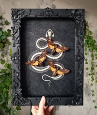 Image 1 of Viper skeleton with Death's head hawkmoths