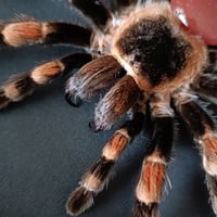 Image 2 of Mexican Redknee 