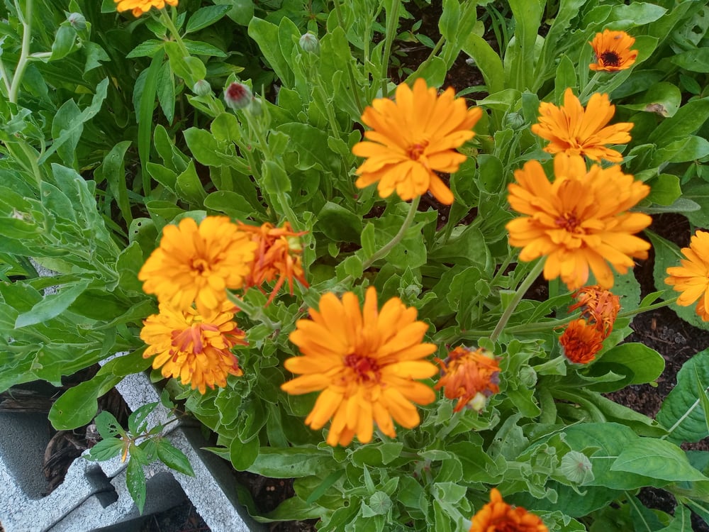 Image of Country Comfort Calendula Salve