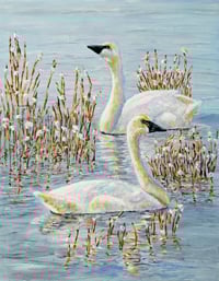 TRUMPETER SWANS  PAINTING