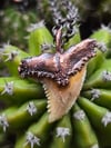 Shark tooth necklace