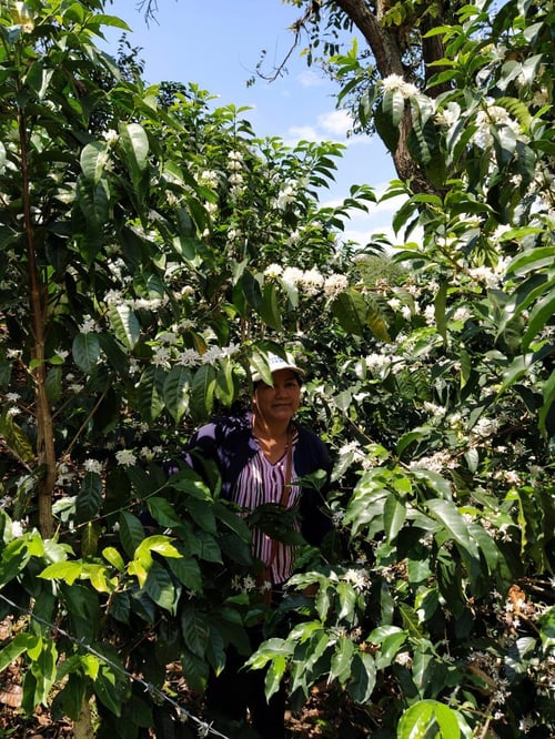 Image of El Higuerón - Colombie | FILTRE