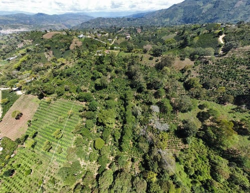 Image of El Higuerón - Colombie | FILTRE