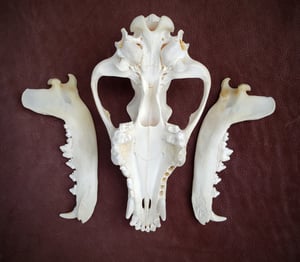 Image of Wolf Skull