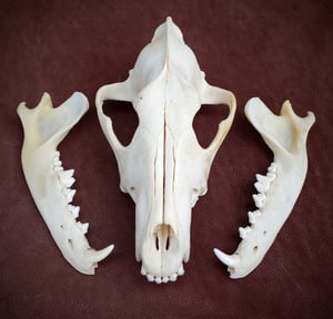 Image of Wolf Skull