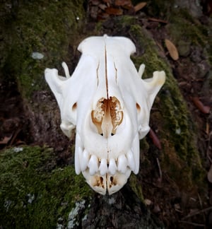 Image of Wolf Skull