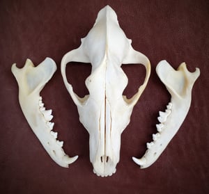 Image of Wolf Skull