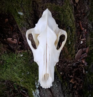 Image of Wolf Skull