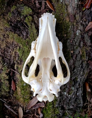 Image of Wolf Skull