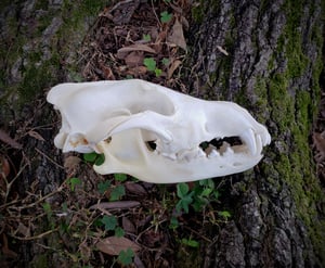 Image of Wolf Skull