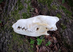 Image of Wolf Skull