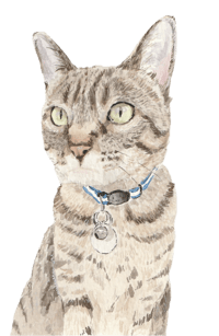 4x6 One Pet