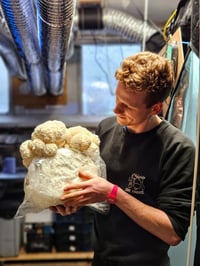 Image 1 of Lions Mane Fruiting block  on Masters mix fully colonised 4kg, Grow like the Pros!