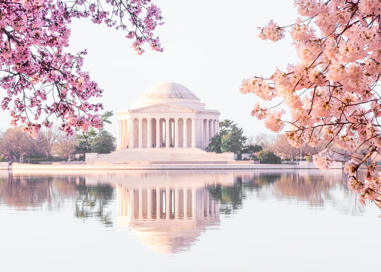 Image of Cherry Blossom Mini Sessions - Jefferson Memorial / Tidal Basin, Washington DC