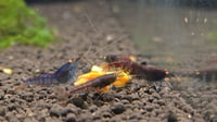 Image 4 of Orange Eye Red Tiger Blue Body Caridina Shrimp