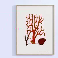 Corallium verum rubrum arborescens