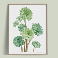 Succulente
