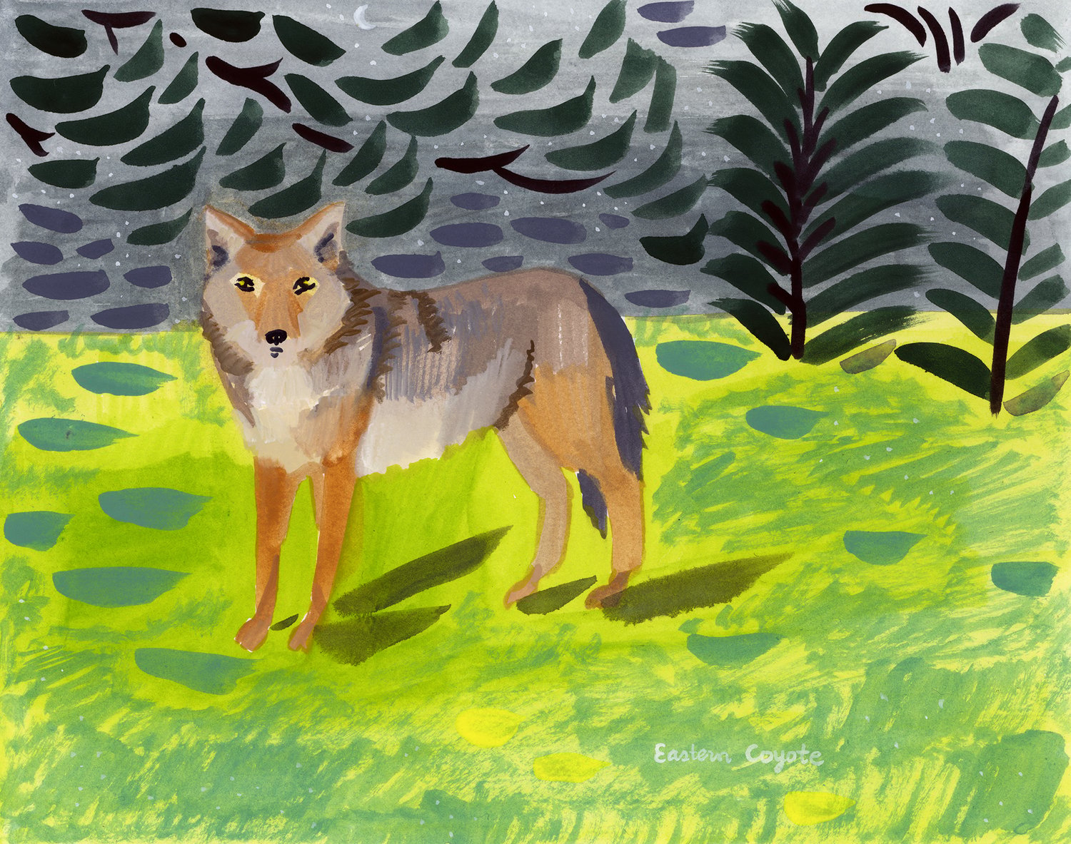 Eastern Coyote