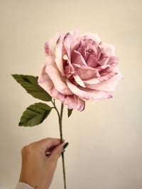 Image 1 of ' Betty ' Soft Pink Single Rose Stem