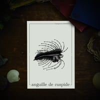Image 1 of LARVE D'ANGUILLE DE CUSPIDE