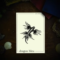 Image 1 of DRAGON BLEU DES MERS