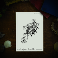 Image 1 of DRAGON-FEUILLU