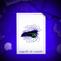 Image 2 of LARVE D'ANGUILLE DE CUSPIDE