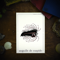 Image 3 of LARVE D'ANGUILLE DE CUSPIDE