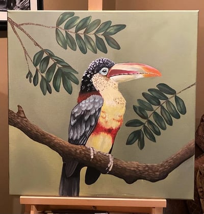 Image of Curl-Crested Aracari