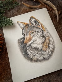 Image 2 of Original Coyote Illustration